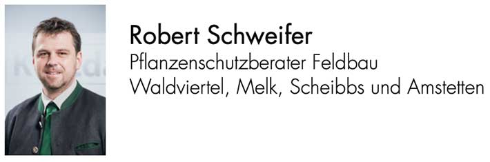robert-schweifer